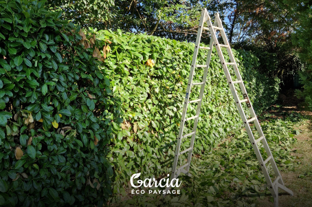 Taille d'une haie de laurier