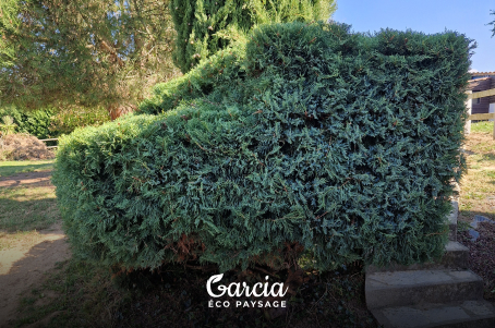 Taille d'un Genévrier